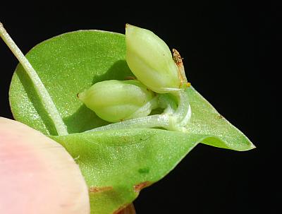 Commelina_diffusa_fruits.jpg