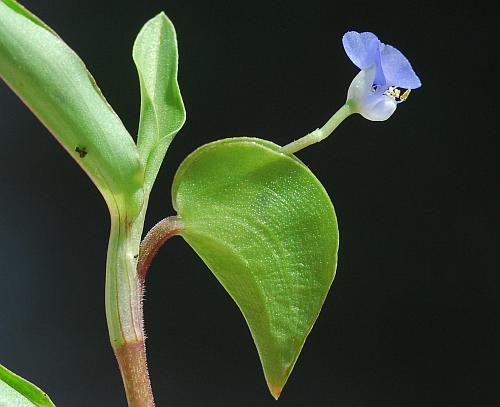 Commelina_diffusa_inflorescence.jpg