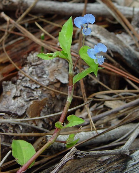 Commelina_diffusa_plant.jpg