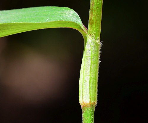 Commelina_diffusa_sheath.jpg