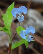 Commelina diffusa thumbnail