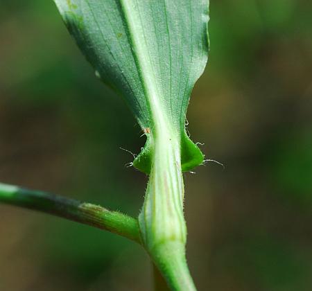 Commelina_erecta_auricle2.jpg