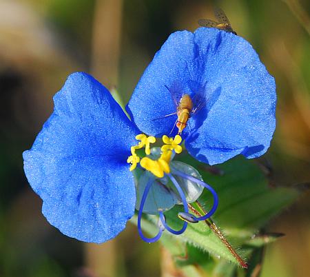 Commelina_erecta_flower2.jpg