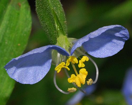 Commelina_erecta_flower3.jpg