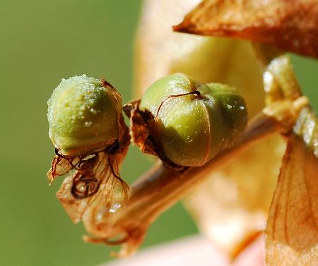 Commelina_erecta_fruits.jpg