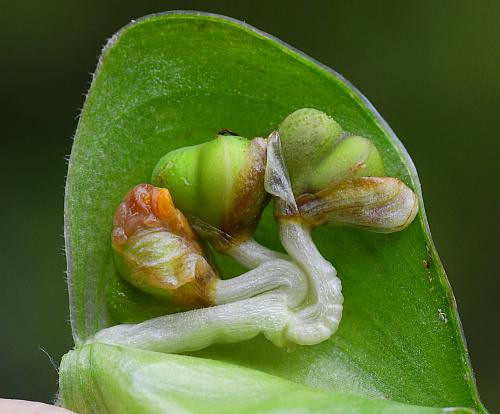 Commelina_erecta_fruits1.jpg