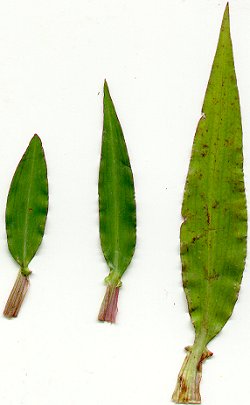 Commelina_erecta_leaves.jpg