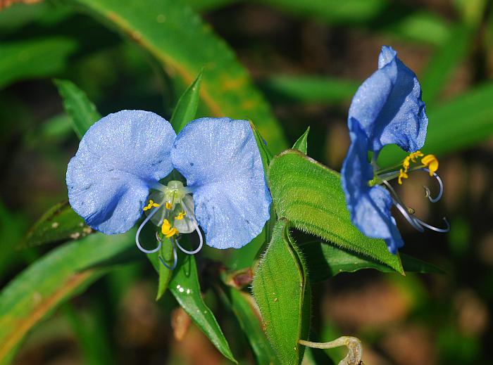 Commelina_erecta_plant3.jpg