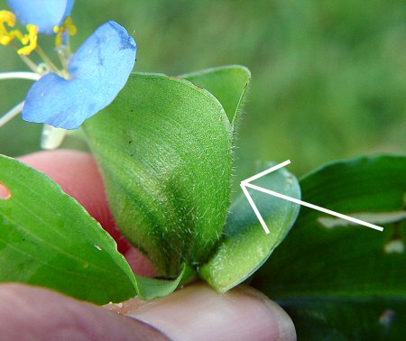 Commelina_erecta_spathe.jpg