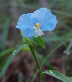 Commelina erecta thumbnail