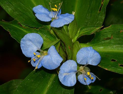 Commelina_virginica_flowers2.jpg