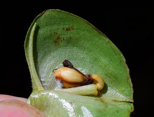 Commelina_virginica_fruit1.jpg