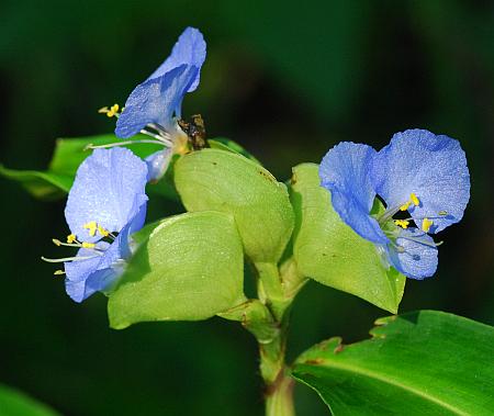 Commelina_virginica_inflorescence.jpg