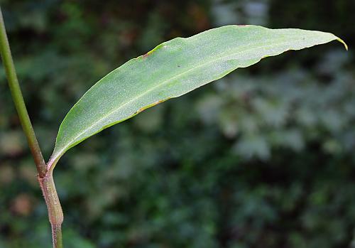 Commelina_virginica_leaf1.jpg