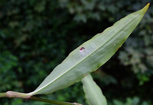 Commelina_virginica_leaf2.jpg