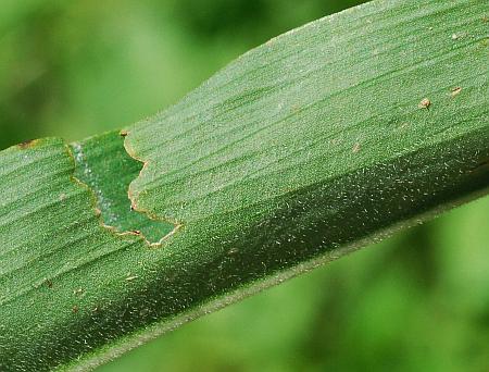 Commelina_virginica_leaf2a.jpg