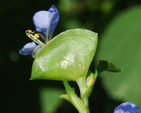 Commelina_virginica_spathe2.jpg