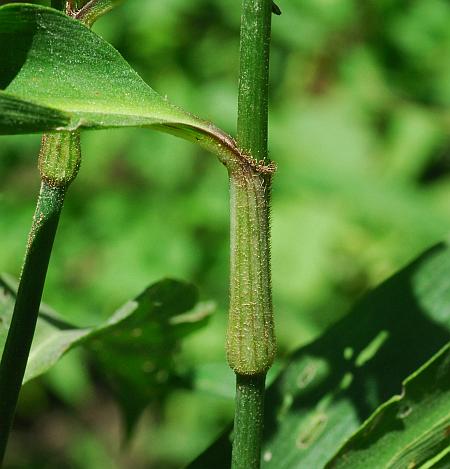 Commelina_virginica_stem.jpg