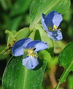 Commelina virginica thumbnail