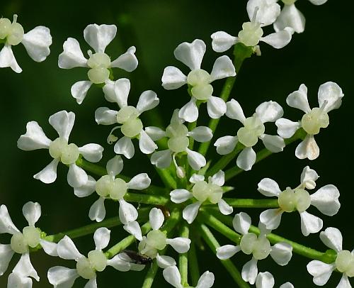 Conium_maculatum_florets.jpg