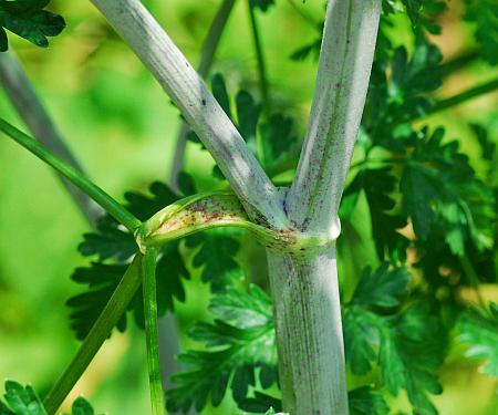 Conium_maculatum_sheath.jpg