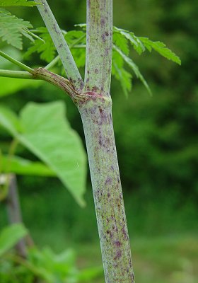 Conium_maculatum_stem.jpg