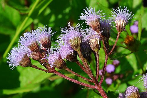 Conoclinium_coelestinum_inflorescence.jpg