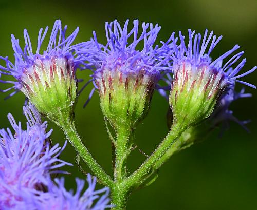 Conoclinium_coelestinum_involucre.jpg