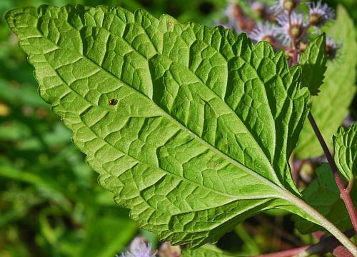 Conoclinium_coelestinum_leaf2.jpg