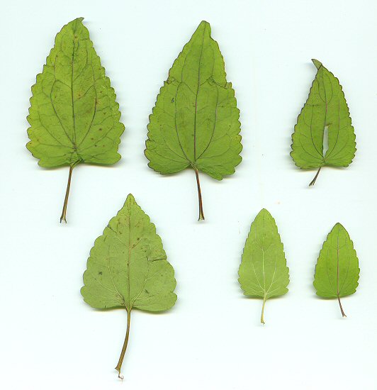 Conoclinium_coelestinum_leaves.jpg