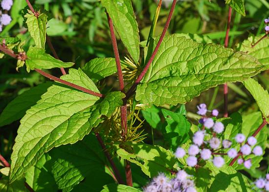 Conoclinium_coelestinum_leaves1.jpg