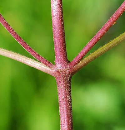 Conoclinium_coelestinum_stem2.jpg