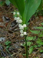 Convallaria majalis thumbnail