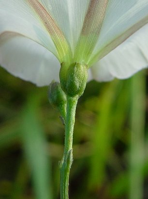 Convolvulus_arvensis_calyx.jpg