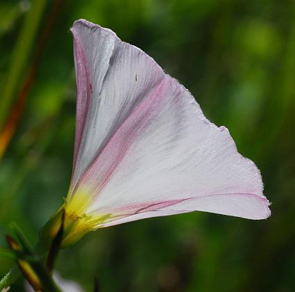 Convolvulus_arvensis_flower2.jpg