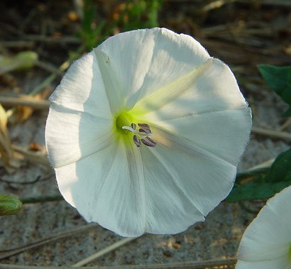 Convolvulus_arvensis_flowers.jpg