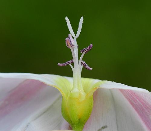 Convolvulus_arvensis_functional.jpg