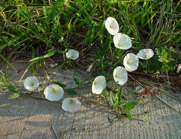 Convolvulus_arvensis_plant.jpg