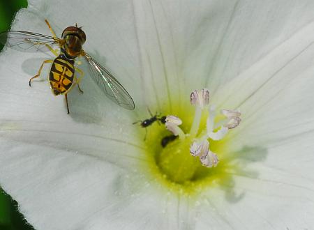 Convolvulus_arvensis_stamens.jpg