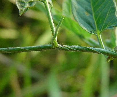 Convolvulus_arvensis_stem.jpg