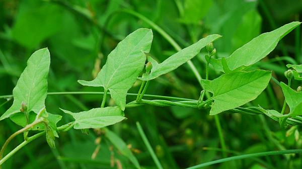 Convolvulus_arvensis_stem2.jpg