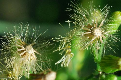 Conyza_canadensis_fruits.jpg