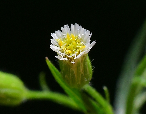 Conyza_canadensis_head.jpg