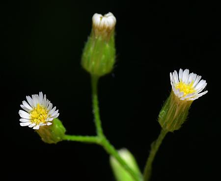 Conyza_canadensis_heads.jpg