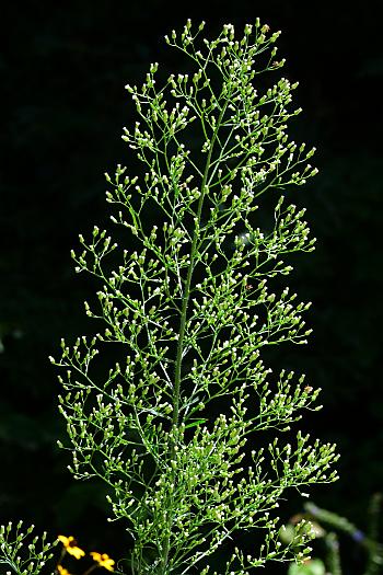 Conyza_canadensis_inflorescence.jpg