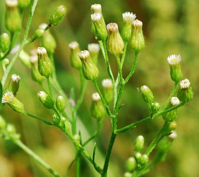 Conyza_canadensis_inflorescence3.jpg