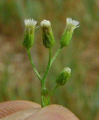 Conyza_canadensis_involucres.jpg