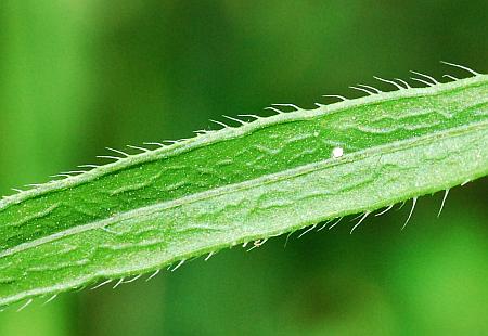 Conyza_canadensis_leaf2.jpg