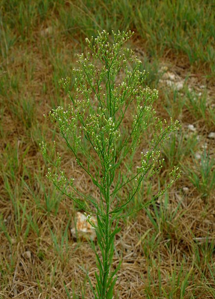 Conyza_canadensis_plant.jpg