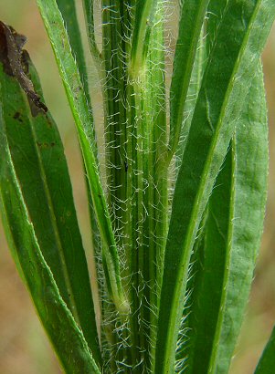 Conyza_canadensis_stem.jpg